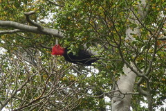 Campephilus magellanicus