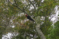 Campephilus magellanicus