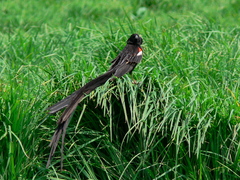 Euplectes progne