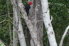 Campephilus magellanicus