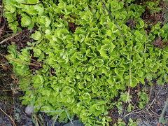 Osmitopsis dentata