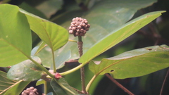 Mitragyna parvifolia