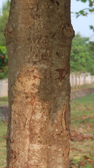 Mitragyna parvifolia