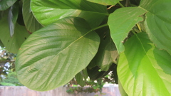 Mitragyna parvifolia