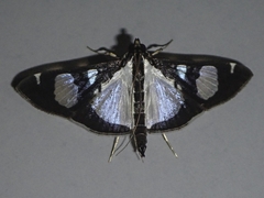 Glyphodes actorionalis