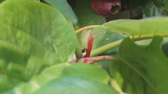 Mitragyna parvifolia