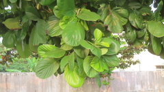 Mitragyna parvifolia