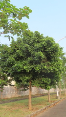Mitragyna parvifolia