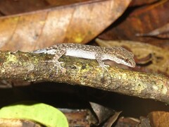 Nactus cheverti