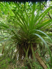 Astelia hastata