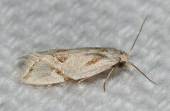 Aethes seriatana