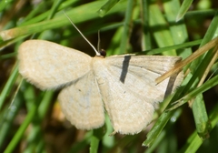 Scopula inductata