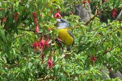 Phrygilus patagonicus