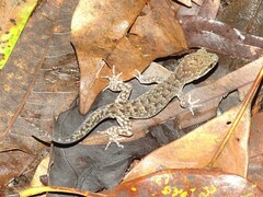 Nactus cheverti