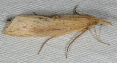 Donacaula
