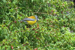 Phrygilus patagonicus