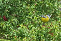 Phrygilus patagonicus