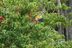 Phrygilus patagonicus