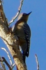 Melanerpes uropygialis