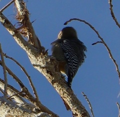 Melanerpes uropygialis