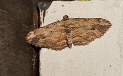 Austrocidaria