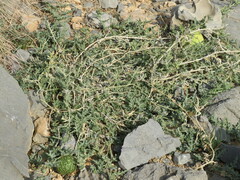 Citrullus colocynthis