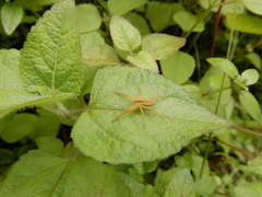 Dolomedes