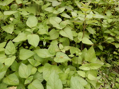 Dolomedes