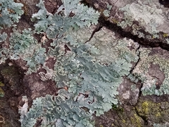 Heterodermia albicans