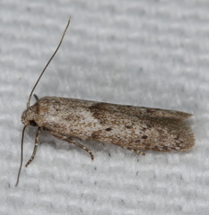 Hypatopa punctiferella