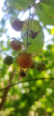 Rubus ellipticus