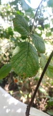 Rubus ellipticus