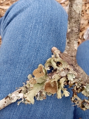 Parmotrema perforatum