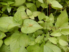 Dolomedes