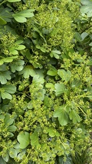 Pseudopanax crassifolius × lessonii