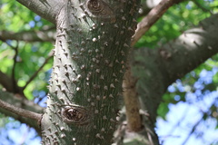Ceiba speciosa