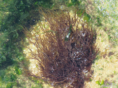 Gracilaria
