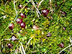 Coprosma atropurpurea