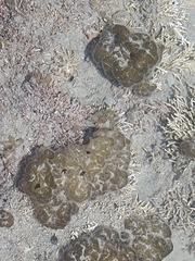 Leathesia marina