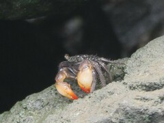 Parasesarma erythodactylum