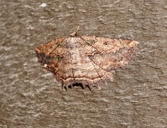 Gellonia pannularia