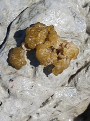 Leathesia marina