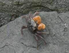 Parasesarma erythodactylum