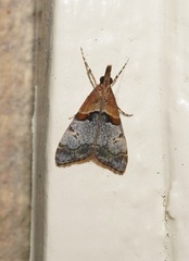 Antiscopa epicomia