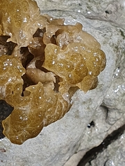 Leathesia marina