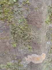 Bacidia schweinitzii