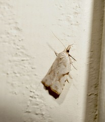 Leucotenes coprosmae