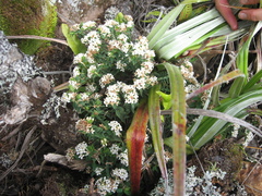 Pimelea acra