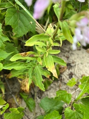 Saponaria officinalis