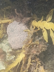 Phlyctenactis tuberculosa